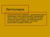 Острая зоонозная инфекция лептоспироз