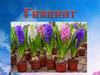 Гиацинт (лат. Hyacínthus)