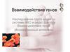 Взаимодействие генов. Наследование групп крови по системе АВО и резус фактору. Взаимодействие генов. Множественный аллелизм