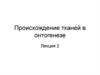 Происхождение тканей в онтогенезе. (Лекция 2)