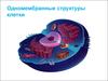 Одномембранные структуры клетки