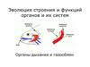 Органы дыхания и газообмен