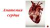 Анатомия сердца