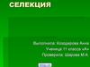 Селекция