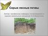 Серые лесные почвы