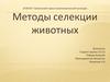 Методы селекции животных