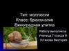 Тип: моллюски. Класс: брюхоногие. Виноградная улитка