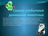 Самые необычные домашние животные