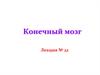 Конечный мозг
