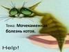 Мочекаменная болезнь котов