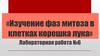 Изучение фаз митоза в клетках корешка лука