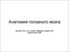 Анатомия головного мозга