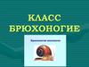 Класс брюхоногие