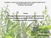 Морфолого-анатомическая характеристика лекарственных растений ПМР, обладающих тонизирующими свойствами