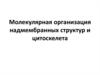 Молекулярная организация надмембранных структур