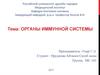 Органы иммунной системы