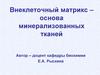 Внеклеточный матрикс – основа минерализованных тканей