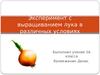 Выращивание лука в различных условиях. (5 класс)