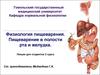 Физиология пищеварения. Пищеварение в полости рта и желудка