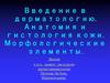 Введение в дерматологию. Анатомия и гистология кожи. Морфологические элементы