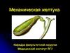 Механическая желтуха