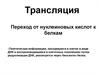 Трансляция. Переход от нуклеиновых кислот к белкам