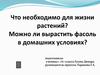 Выращивание фасоли в комнатных условиях
