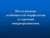 Исследование особенностей морфологии и строения микроорганизмов