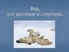 Вид, его критерии и структура