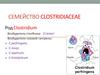 Семейство Clostridiaceae