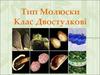 Тип молюски. Клас двостулкові
