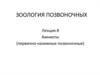 Зоология позвоночных. Амниоты, первично-наземные позвоночные. (Лекция 8)