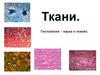 Ткани. Гистология – наука о тканях