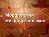 Морфология микроорганизмов