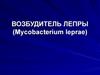 Возбудитель лепры (Mycobacterium leprae)