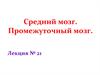Средний мозг. Промежуточный мозг