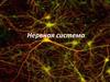Нервная система