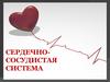 Сердечно- сосудистая система