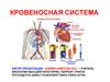 Кровеносная система