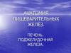 Анатомия пищеварительных желёз