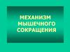 Механизм мышечного сокращения