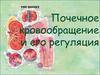 Почечное кровообращение и его регуляция