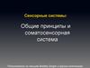 Сенсорные системы. Общие принципы и соматосенсорная система
