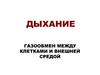 Дыхание. Газообмен между клетками и внешней средой