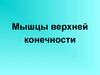 Мышцы верхней конечности