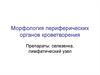 Морфология периферических органов кроветворения