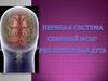 Нервная система. Спинной мозг. Рефлектроная дуга