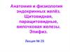 Анатомия и физиология эндокринных желёз. Щитовидная, паращитовидные, вилочковая железы. Эпифиз