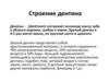 Строение дентина