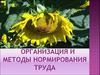Организация и методы нормирования труда